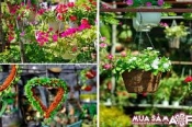 ĐIỆN HOA QUẢNG NINH, SHOP HOA QUẢNG NINH, HOA TƯƠI QUẢNG NINH.