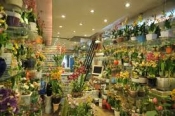 SHop hoa tươi Huyện Bàu Bàng, Điện hoa huyện Bàu Bàng, Cửa hàng hoa tươi huyện Bàu Bàng, Đặt hoa huyện Bàu Bàng.