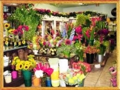 Shop hoa tươi TP Nha Trang, Điện hoa TP Nha Trang, Đặt hoa TP Nha Trang, Cửa hàng hoa tươi tp Nha Trang.
